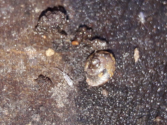 Collembola - Ugróvillások