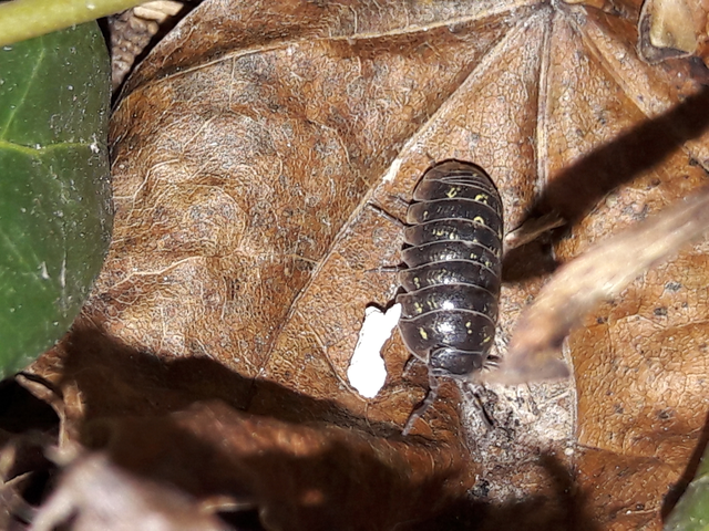 Isopoda - Ászkarákok