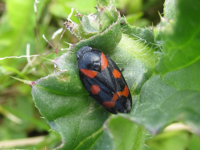 Auchenorrhyncha - Kabócák Auchenorrhyncha - Kabócák