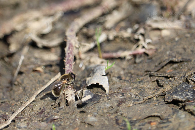 Cheilosia