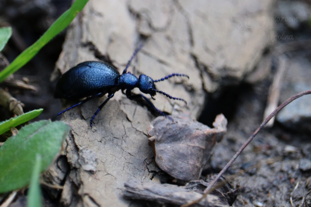 Meloe violaceus - kék nünüke