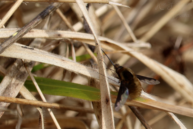 Bombylius major - szegélyes pöszörlégy