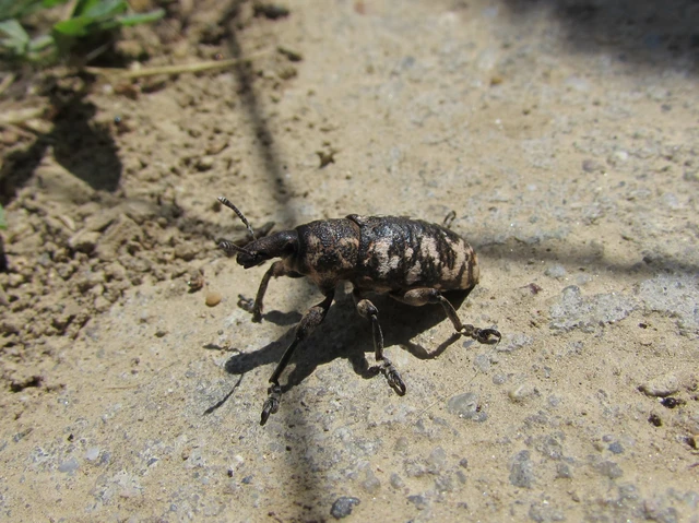 Coleoptera - Bogarak Coleoptera - Bogarak