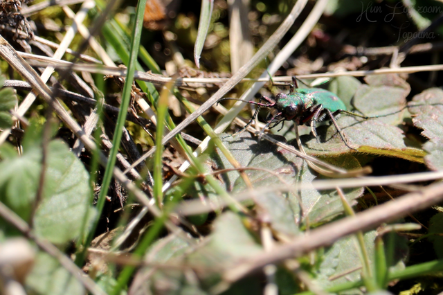 Cicindela campestris - mezei homokfutrinka