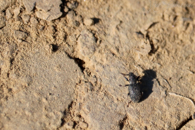 Sitona hispidulus - szőrös csipkézőbogár