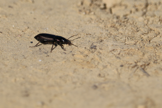 Harpalus distinguendus - mezei lomhafutó