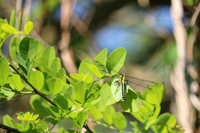 Gomphus vulgatissimus - feketelábú folyami-szitakötő Gomphus vulgatissimus - feketelábú folyami-szitakötő