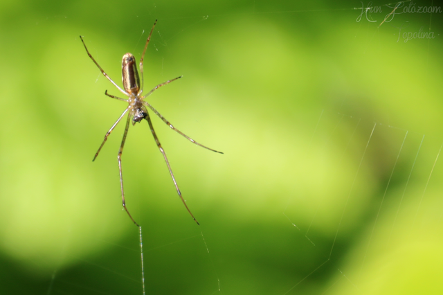 Tetragnatha