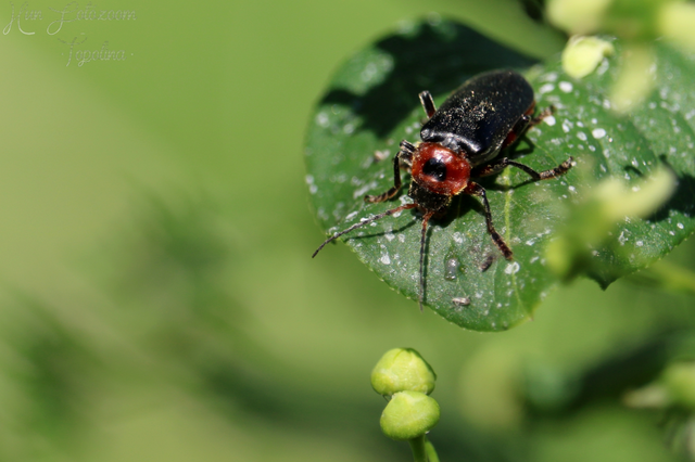 Cantharis rustica - suszterbogár