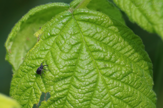 Anthonomus rubi - szamóca-bimbólikasztó Anthonomus rubi - szamóca-bimbólikasztó