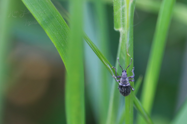 Phyllobius pyri - gyümölcsfa-levélormányos