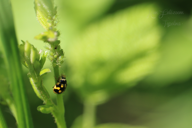 Propylea quatuordecimpunctata - tizennégypettyes füsskata