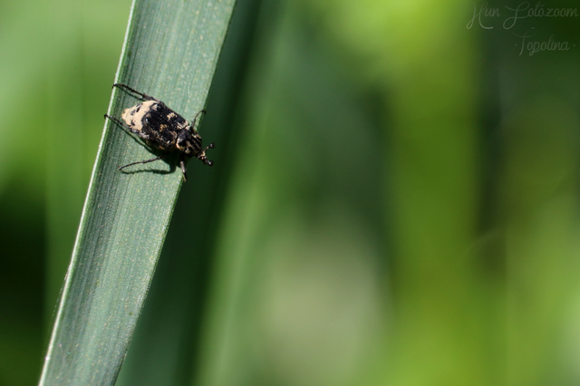 Valgus hemipterus - suta virágbogár