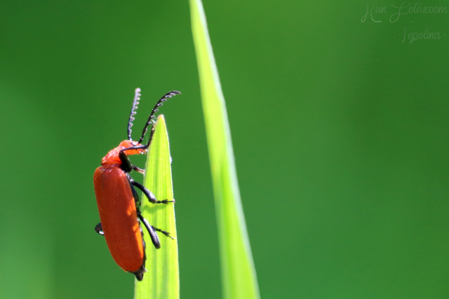Pyrochroa serraticornis - közép-bíborbogár