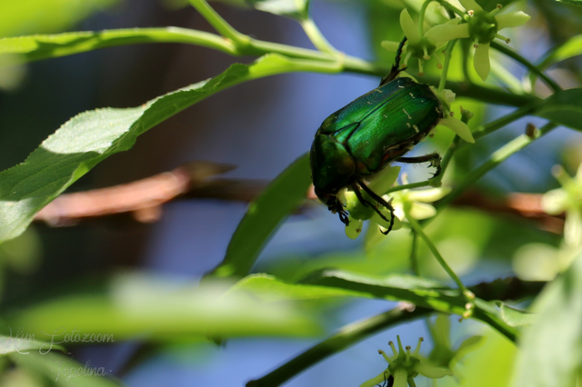 Cetonia aurata - aranyos virágbogár