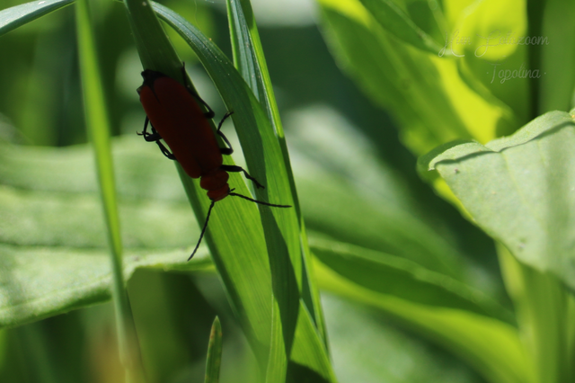 Pyrochroa serraticornis - közép-bíborbogár