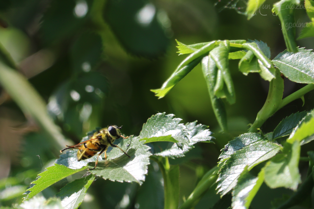 Myathropa florea - halálfejes odúlégy