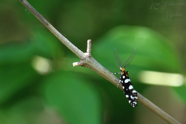 Euplocamus anthracinalis - fésűscsápú korhadékmoly
