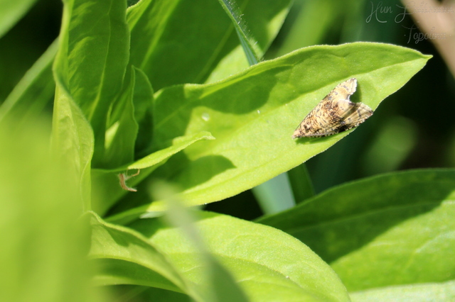 Celypha lacunana - vízparti tükrösmoly
