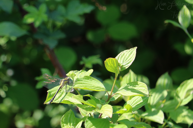 Gomphus vulgatissimus - feketelábú folyami-szitakötő Gomphus vulgatissimus - feketelábú folyami-szitakötő