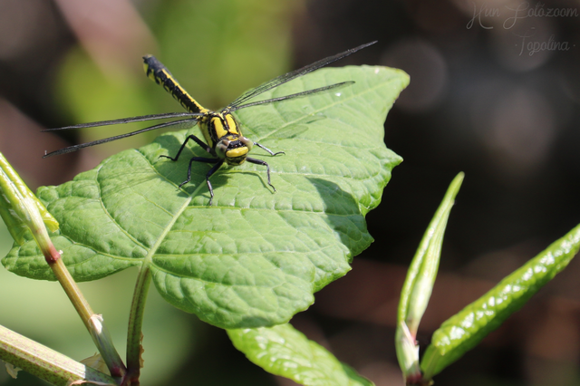 Gomphus vulgatissimus - feketelábú folyami-szitakötő Gomphus vulgatissimus - feketelábú folyami-szitakötő