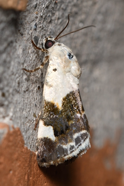 Acontia lucida - fehér nappalibagoly