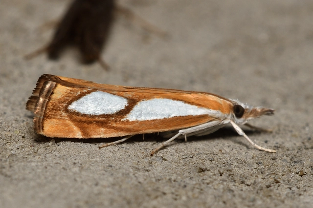 Catoptria pinella - ezüstös fűgyökérmoly
