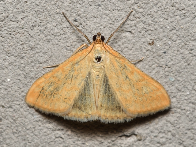 Sitochroa verticalis - világossárga dudvamoly