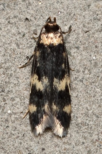 Oegoconia