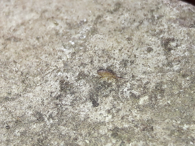 Collembola - Ugróvillások