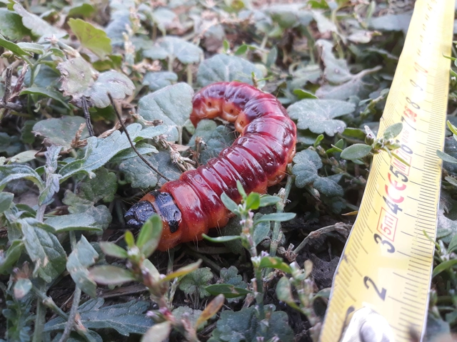Cossus cossus - fűzfarontólepke Cossus cossus - fűzfarontólepke