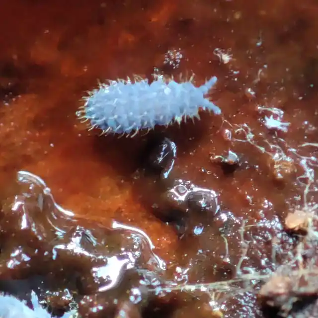 Collembola - Ugróvillások