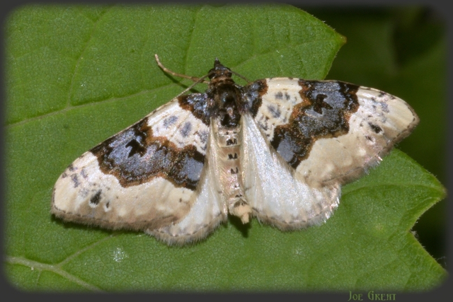 Cosmorhoe ocellata - szemes galajaraszoló