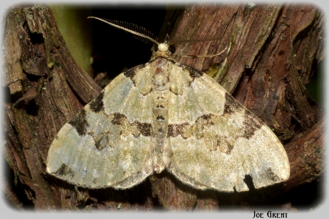 Colostygia pectinataria - zöld levélaraszoló
