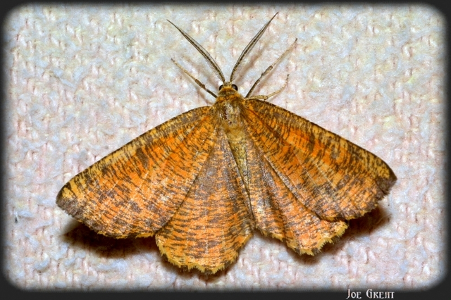 Angerona prunaria - sárga kökényaraszoló