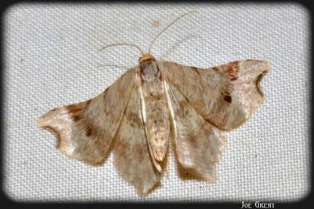 Macaria alternata - közönséges szürkearaszoló