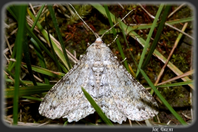 Ascotis selenaria - holdas faaraszoló
