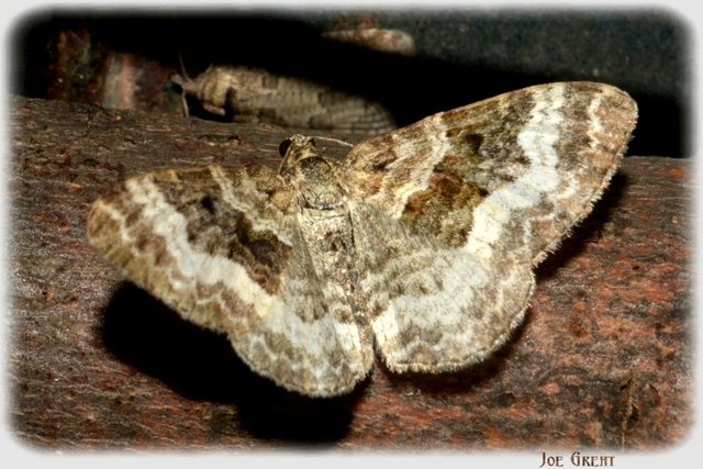 Epirrhoe alternata - galaj-tarkaaraszoló