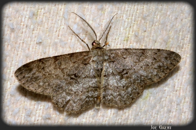 Hypomecis punctinalis - pettyes faaraszoló