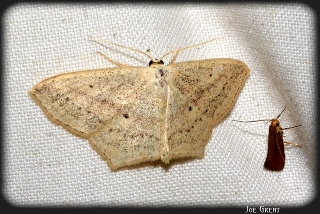 Scopula flaccidaria - alföldi sávosaraszoló