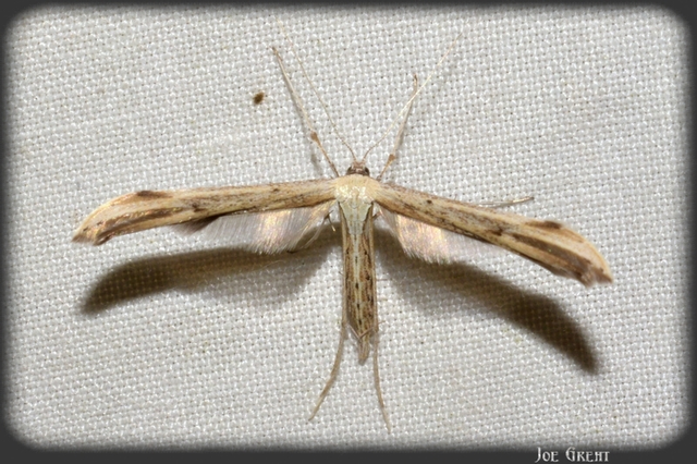 Pterophoridae - tollasmolyfélék