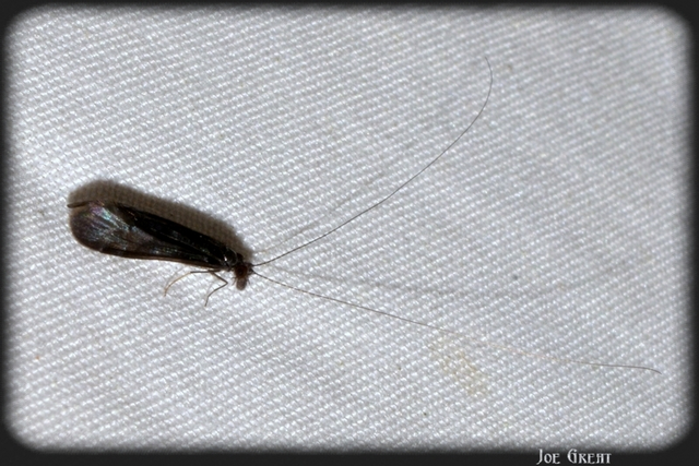 Trichoptera - Tegzesek