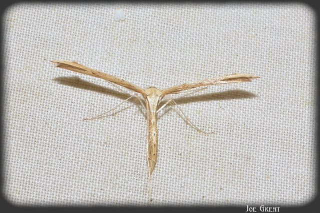 Pterophoridae - tollasmolyfélék