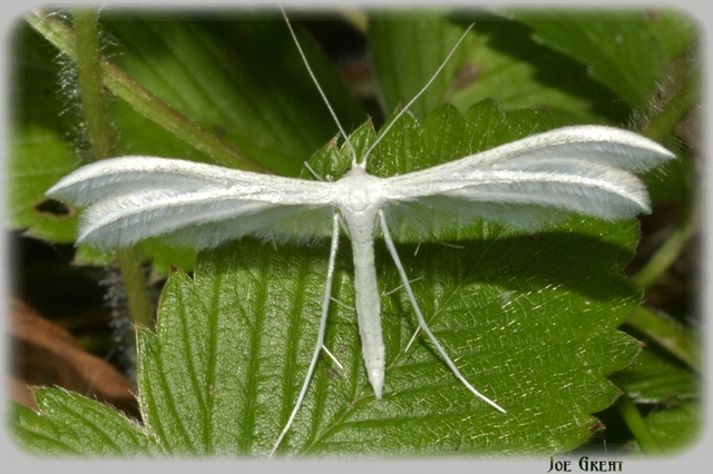 Pterophorus pentadactyla - fehér tollasmoly