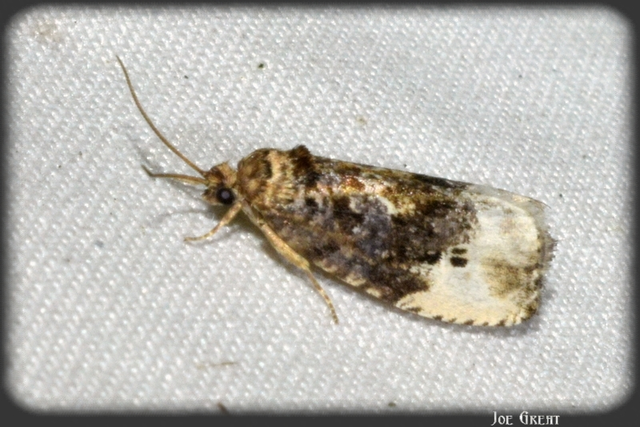 Tortricidae - sodrómolyfélék