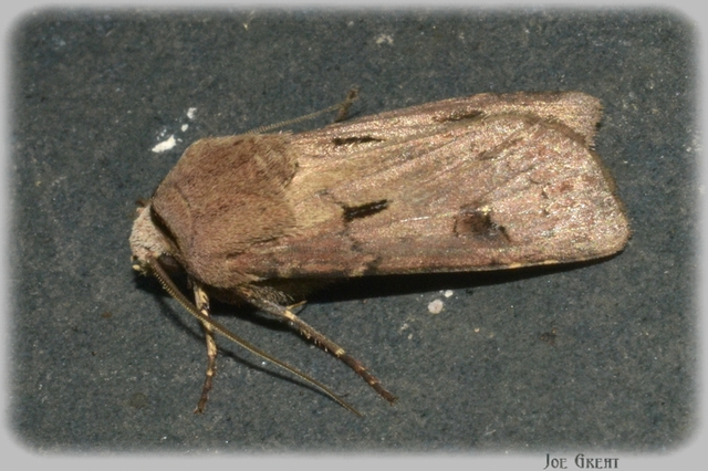 Agrotis exclamationis - felkiáltójeles földibagoly