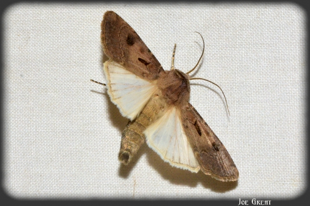 Agrotis exclamationis - felkiáltójeles földibagoly