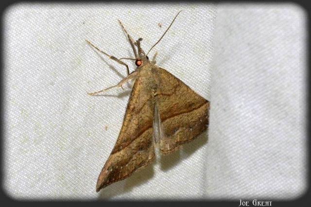 Hypena proboscidalis - ormányos karcsúbagoly