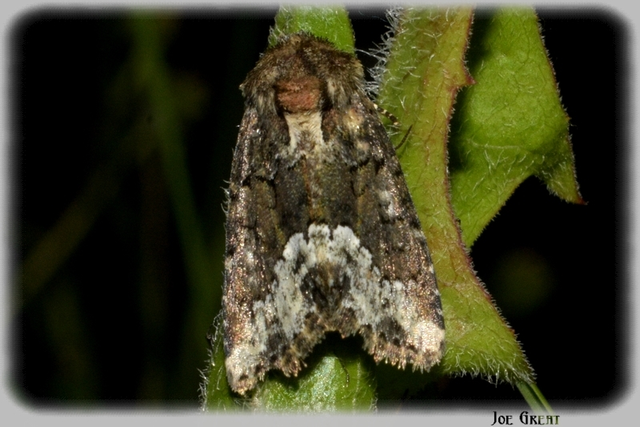 Oligia strigilis - kormos dudvabagoly