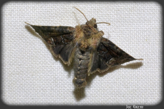Oligia strigilis/latruncula/versicolor